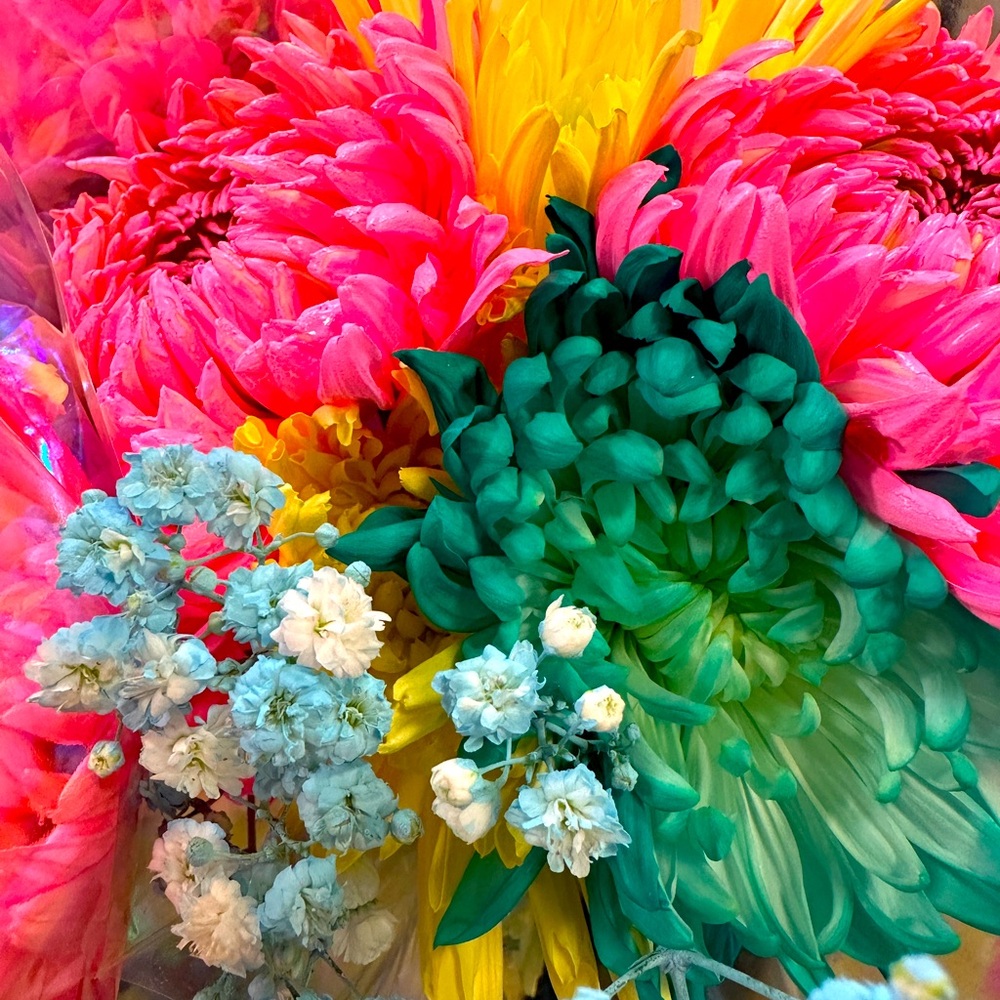 Meet your Posher, Lily